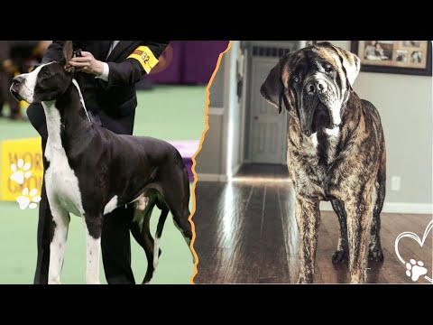 Top 4 Giant Dog Breeds You Should Know サムネイル