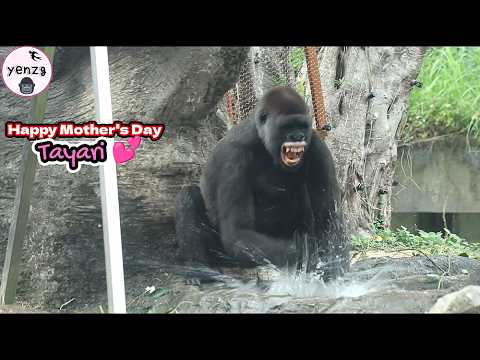 Happy Mother's Day to Energetic Tayari 😍祝金剛猩猩Tayari母親節快樂! |… サムネイル