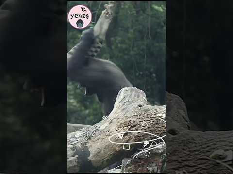 spinning Tayari so happy🤣 gorilla gorillatag taipeizoo 金剛猩猩… サムネイル
