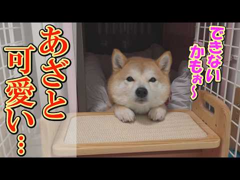 それって演技？いつも出来ることを「出来ない」とぬいぐるみのような顔で訴える女子柴犬・・・ サムネイル