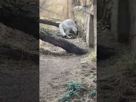 shorts アレ🫢？ナゴムくん帰っちゃった😲！　マヌルネコ　那須どうぶつ王国にて　2025年2月27日 サムネイル