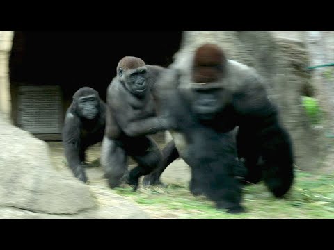 Naughty Gorilla Jabali bother Tayari, D'jeeco's peaceful mo… サムネイル