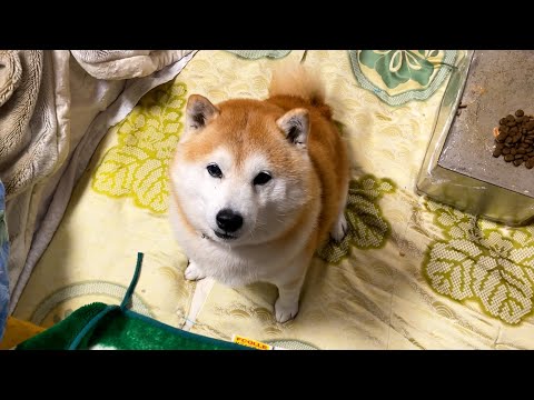 わちゃわちゃ追いかけてきて、とつぜん静かになる柴犬 サムネイル