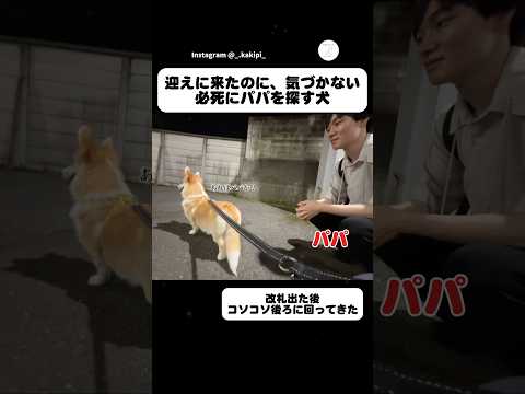 迎えに来たのに、パパに気づかない犬　コーギー　犬　面白い かわいい犬 犬のいる暮らし サムネイル