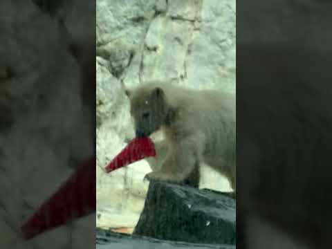 shorts モモ太くんと小さな赤いコーン　  ホッキョクグマ　　　秋田県男鹿水族館GAOにて2026年4月30日 サムネイル