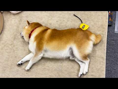 世界で初めてしっぽにシフト制を採用している柴犬 サムネイル