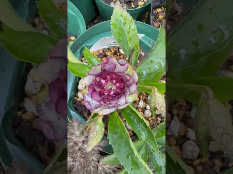 shorts クリスマスローズが咲きました〜 サムネイル