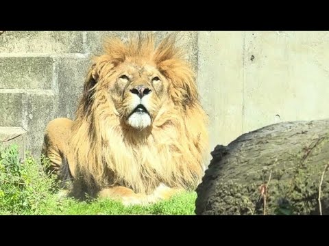 ライオンのロアーくん🦁　まんまタイム　大森山動物園　2026年4月29日 サムネイル