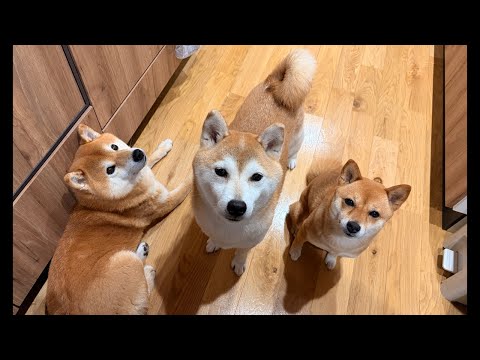 柴犬ハチ家のライブ配信（特別ゲストがいます）