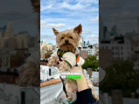 4 Kinds of Yorkies Every Dog Lover Should Know shorts dog p… サムネイル