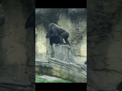 Ringo看到Tayari上來,甩布趕緊跑走 #gorilla #gorillatag #taipeizoo #台北市… サムネイル