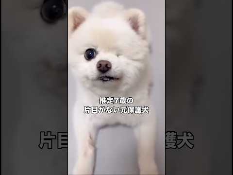 6歳まで繁殖犬を務めた隻眼のポメラニアンの保護 ポメラニアン 隻眼 保護犬 shorts サムネイル