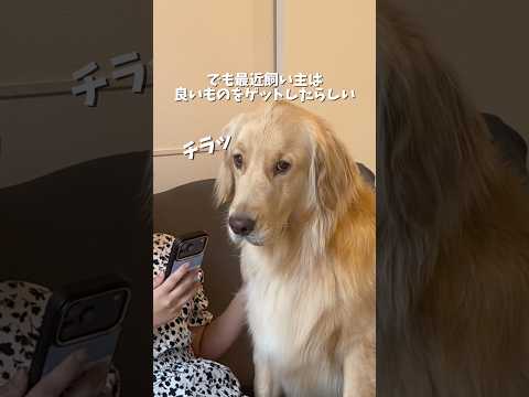 最近の暑い日の1日ぶいろぐ〜！ ゴールデンレトリバー PR