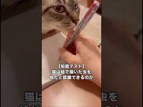 ヌコ様は絵に書いた虫を本当の虫だと認識するのか否か 猫 保護猫 シャム猫 トラ猫 サムネイル