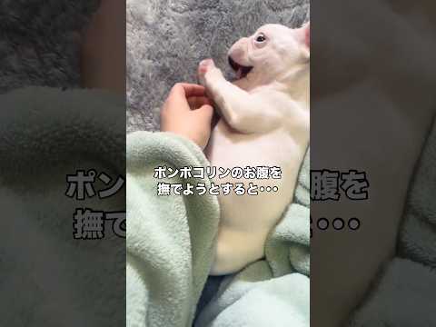 お腹がポンポコリンすぎるフレンチブルドッグのお腹に触ろうとするとこうなる フレンチブルドッグ フレブル shorts サムネイル