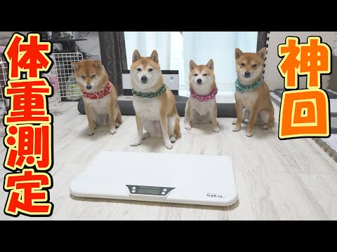 ダイエットが上手くいかない柴犬がとった行動が神すぎて、笑いが止まりません・・・ サムネイル