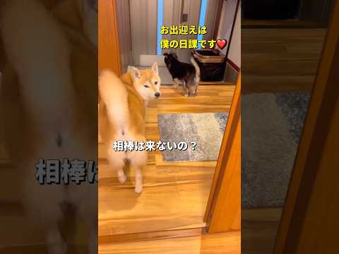 チビの日課のお出迎え🐶柴犬 チワワ shorts サムネイル