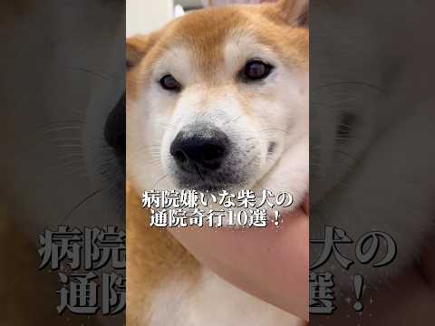 柴犬福 病院苦手柴の奇行10選🤣Shiba-Hospital🤣姉と柴 shorts japanesedog 柴犬 fu… サムネイル