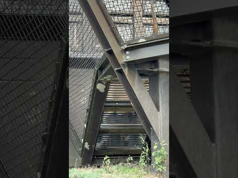 shorts アースパパも帰って行きました☺️ ライオン　のんほいパークにて　2026年1月23日 サムネイル