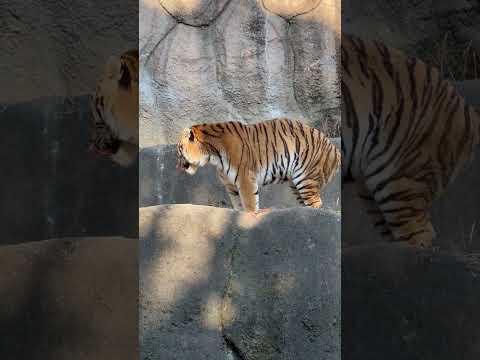 shorts お食事中のみなさんすいません🙏　アムールトラのソーンくん　浜松市動物園にて　2026年2月15日 サムネイル