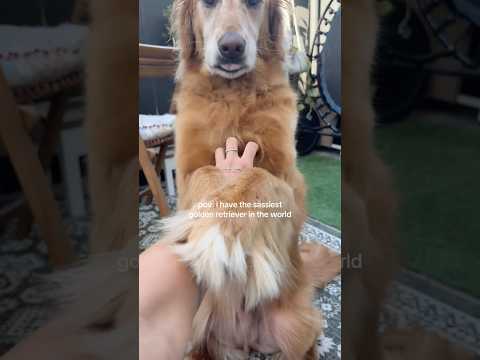 Come to my golden retriever 2026blonde goldenretreiver dogb… サムネイル