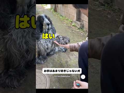 お手が苦手な犬、お手する瞬間が可愛い　　犬　いぬ　かわいい犬 面白い　イングリッシュコッカースパニエル サムネイル