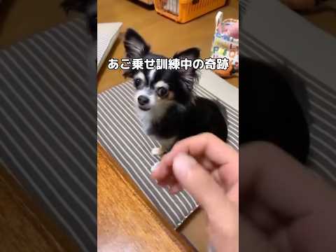 あながち間違ってはないんだけど決してOKは出せないあご乗せ チワワ ハプニング shorts サムネイル