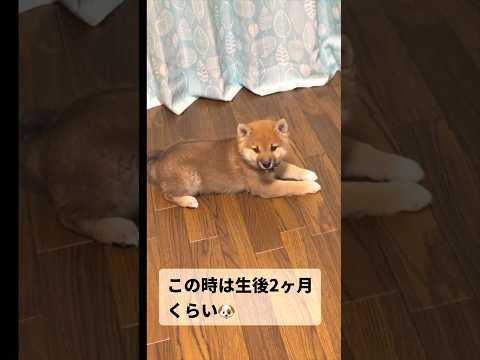 ポンの幼少期🐶‼️柴犬 shibainu shorts サムネイル