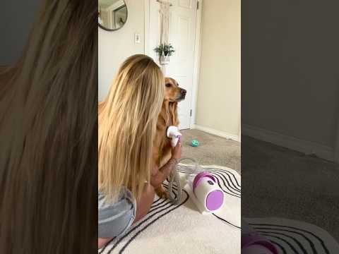 coming home to my golden retriever🥵goldenretreivers dog pup… サムネイル