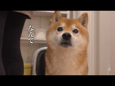 柴犬はこの日散歩に行けませんでした サムネイル