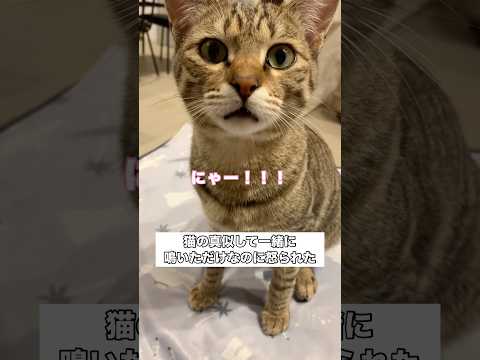 愛猫がにゃーにゃー鳴くからその真似をしてみたら怒られた キジトラ トラ猫 きじとら猫 shorts サムネイル