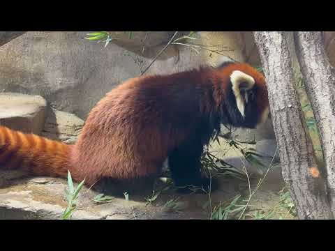 モグモグ大福くん　レッサーパンダ　那須どうぶつ王国にて　2026年1月30日