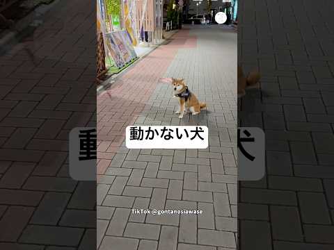 飼い主怒られる‼️拒否柴を応援した結果　柴犬　犬　拒否柴　面白い　犬のいる暮らし サムネイル
