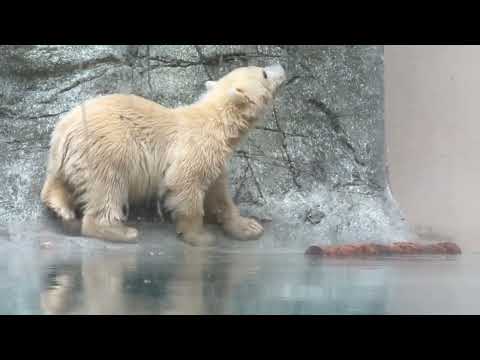 上が気になるモモ太くん　  ホッキョクグマの仔　秋田県男鹿水族館GAOにて2026年5月1日 サムネイル