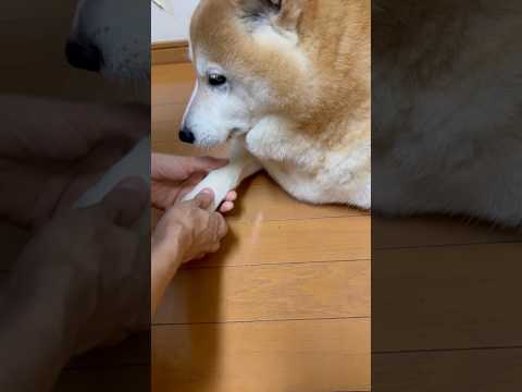 柴犬福 母に肉球バレた時の柴犬🤣Why here🤣shorts japanesedog 柴犬 shibainu fun… サムネイル