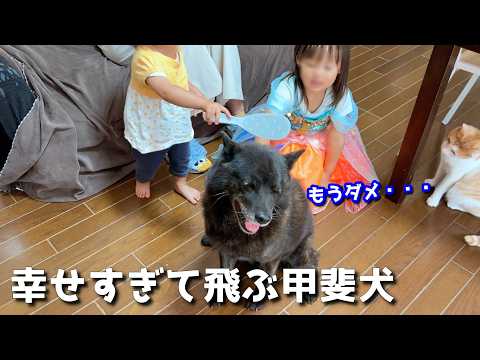 甲斐犬一休、妹二人の不器用ナデナデが幸せすぎて・・・