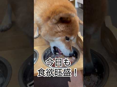 ’26.1.20 力丸の、勿体無い精神とは… 柴犬 shibainu 柴犬のいる暮らし 柴犬の日常 食べる犬 力丸 サムネイル