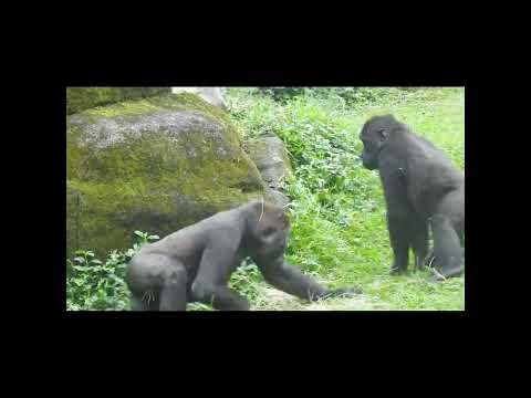 gorilla Iriki 15y4 old mom & son Ringo 4y11m old & nephew J… サムネイル