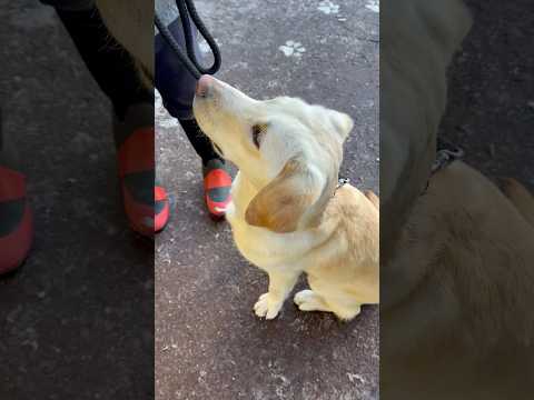 shorts 大きくなったね〜　レオくん　ラブラドールレトリバー　那須どうぶつ王国　2026年１月12日 サムネイル