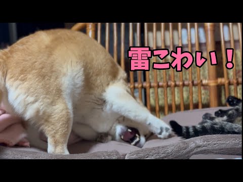 雷雨の夜の寄り添う警備隊　    Stormy Night