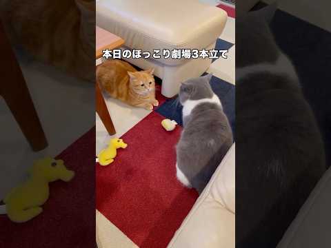 自分の体重より遥かに重いスツールを後ろ足だけで持ち上げるのヤバすぎる 猫 ねこのきもち 茶トラ shorts