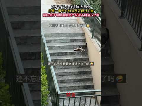 剛開始以為是它抓的剛想誇 仔細一看不對勁這是處理過的魚 #意外 #有趣 #貓咪 #搞笑 #amazing #funny… サムネイル