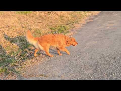 夕暮れ時は早く帰りたいゴールデンレトリバー？ サムネイル