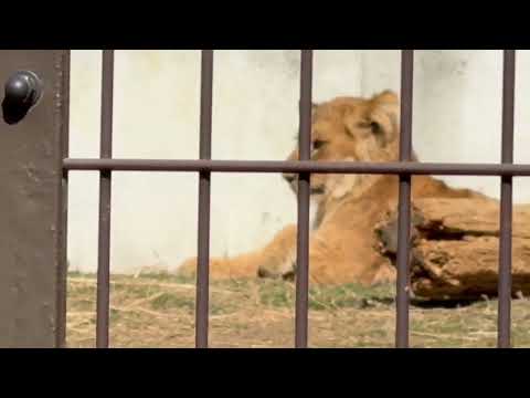 アルくんシルク母さん、デンくんアース父さん、ベガちゃん　ライオンファミリー　のんほいパークにて　2026年2月13日 サムネイル