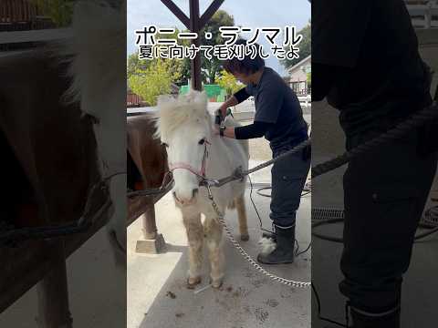 ポニーのランマル、毛刈りしました　東武動物公園 動物 動物園 かわいい animals zoo ポニー ランマル 夏の… サムネイル