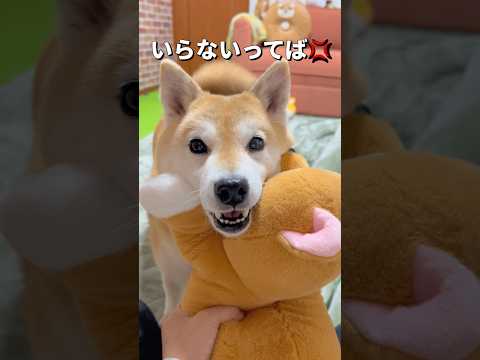 かわいいストーカー😂柴犬 shibainu shorts サムネイル