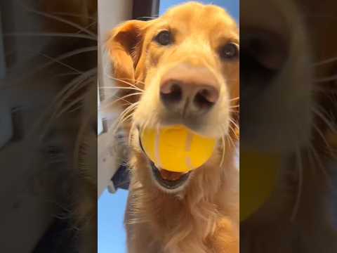 dog-tor coby to rescue🛟goldenpup puppy goldenpupppy dogbree… サムネイル