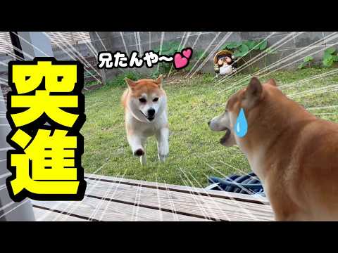 兄の帰宅が嬉しくて姉犬に爆走しながら何度も突進する妹柴犬