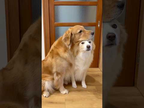 構ってほしい犬のアピールが可愛くすぎる...!! あのね!うんうん!それでね!【ゴールデンレトリバー・ボーダーコリー】
