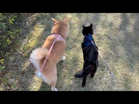 散歩が好きすぎる猫と、行きたくない犬　A Walk-Loving Cat サムネイル